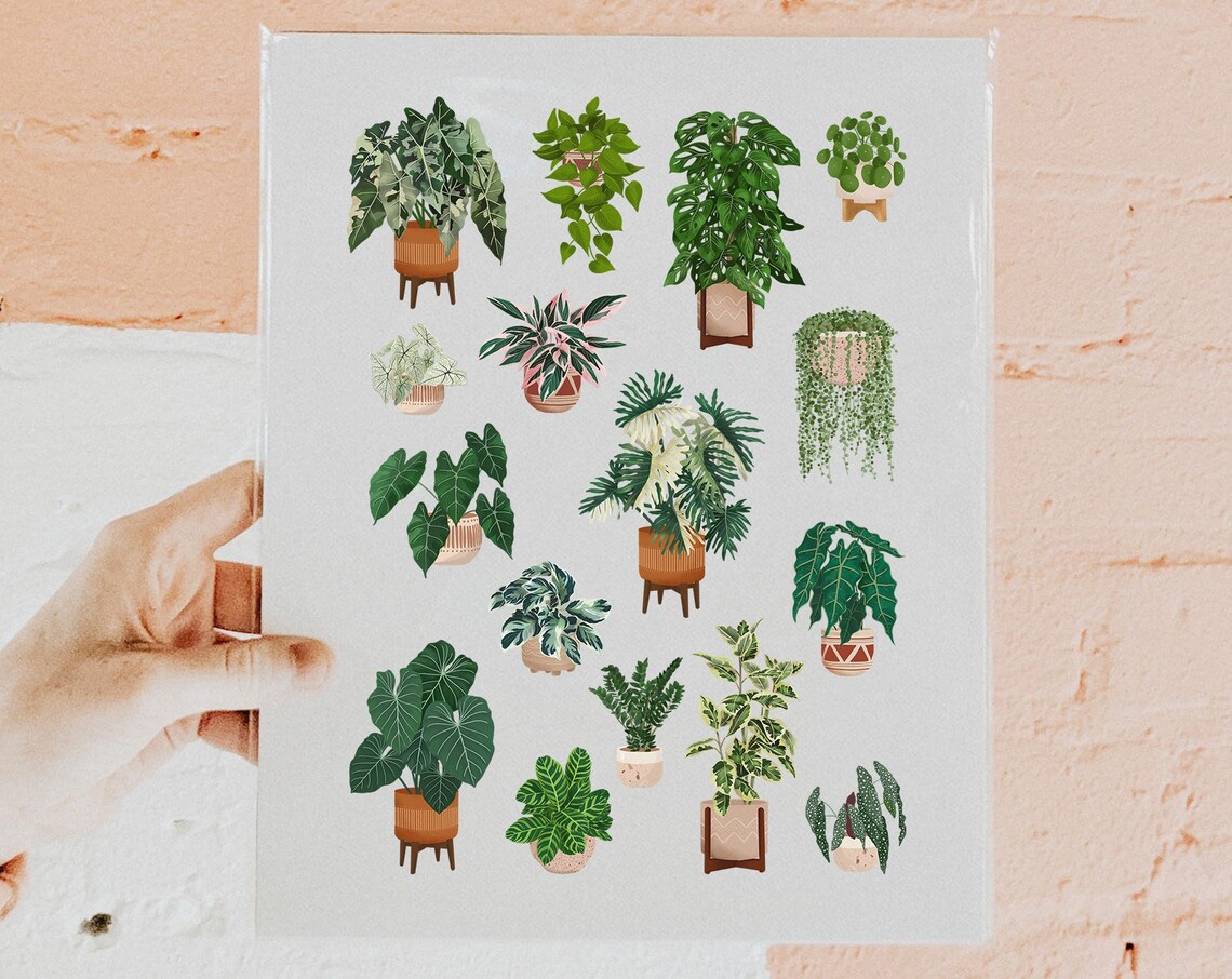 Sixteen Houseplants Grid Collector Botanical Illustration Art Print - Image 4