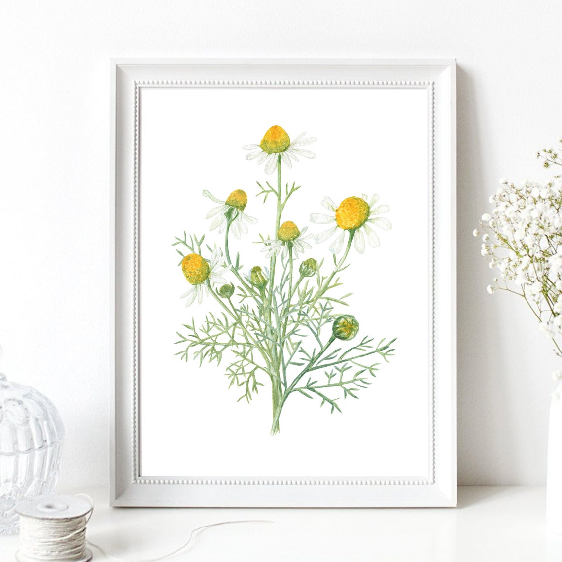 Chamomile Flowers Watercolor Botanical Illustration Nature Poster