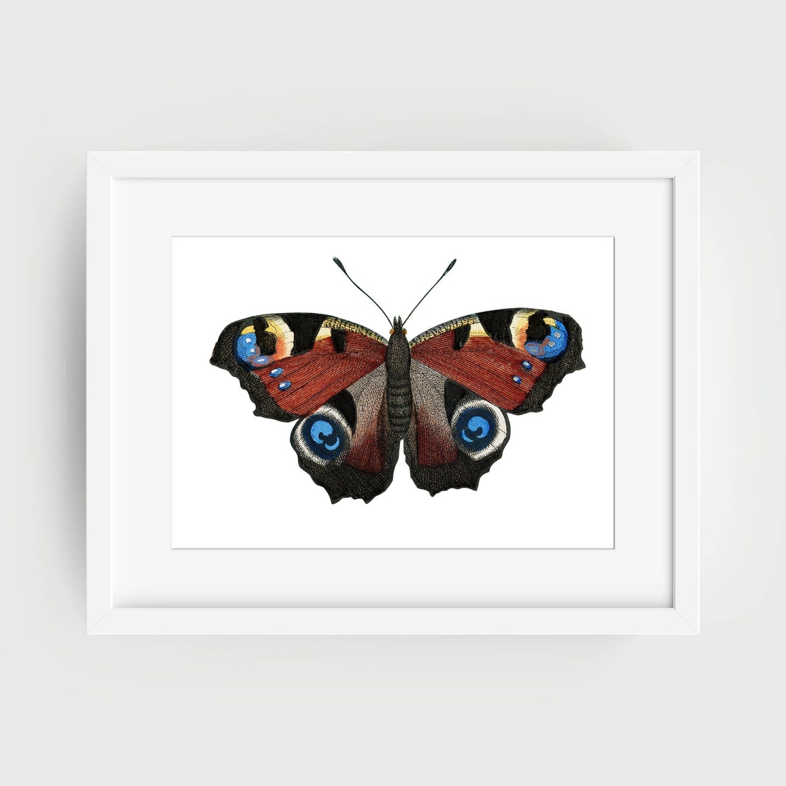 Peacock Butterfly Vintage Engraving Natural History Insect Wall Print - Image 2