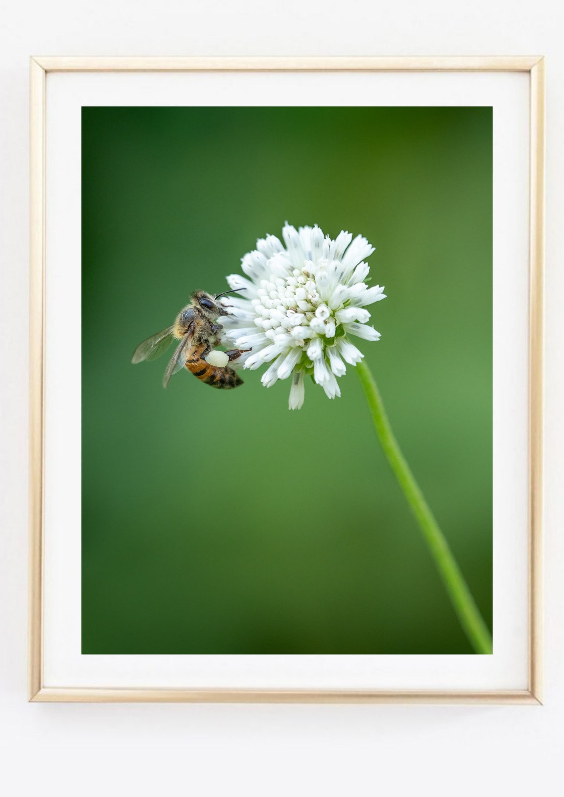 Honeybee on White Clover Flower Macro Photo Green Nature Wall Art - Image 2