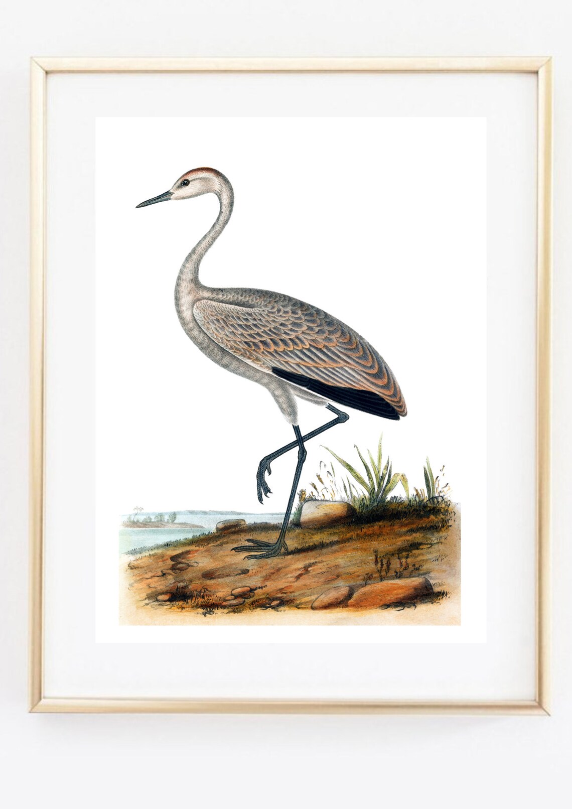Vintage Crane Heron Water Bird Natural History Engraving Art Print - Image 3
