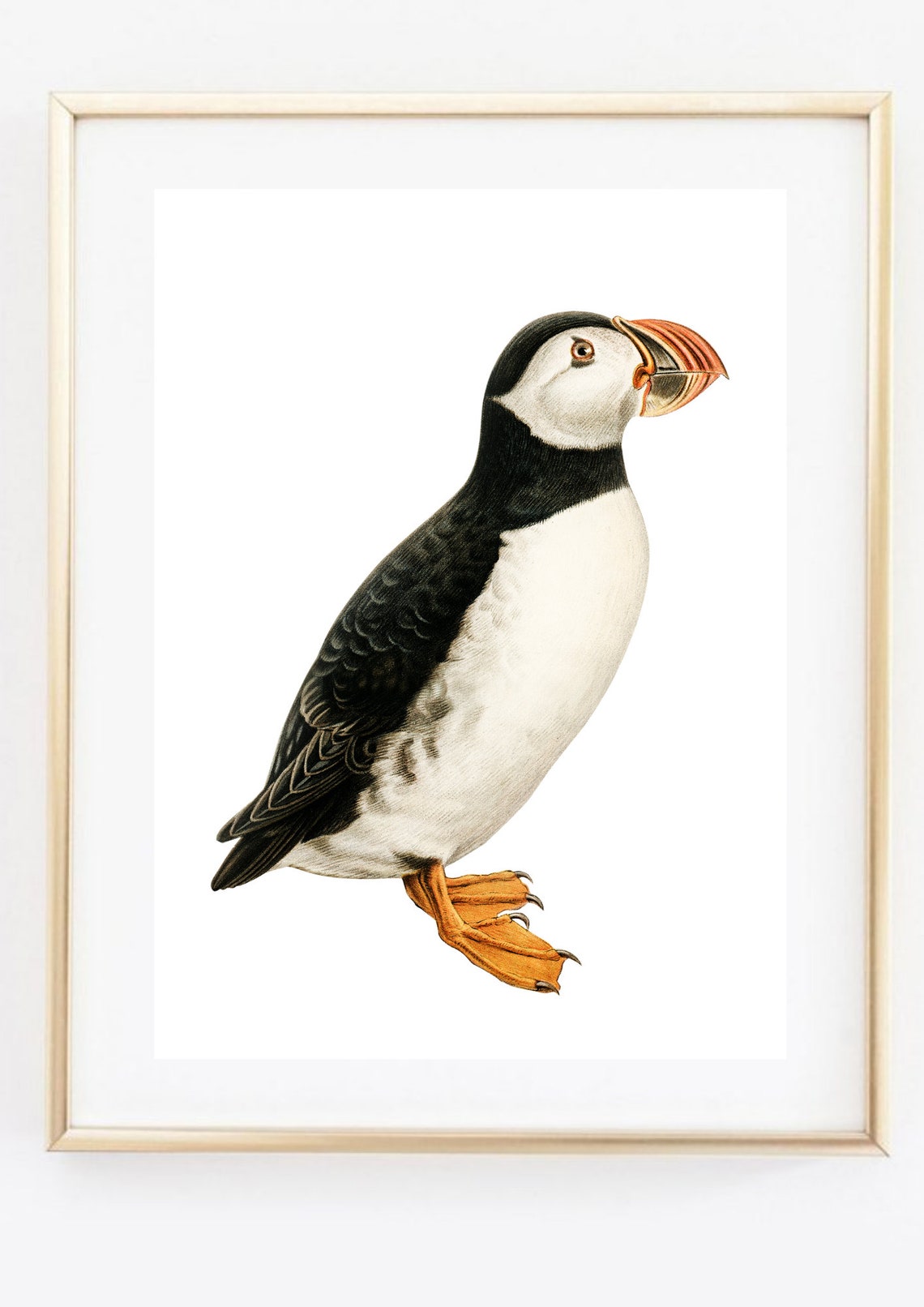 Puffin Bird Nature Image Poster - Image 3