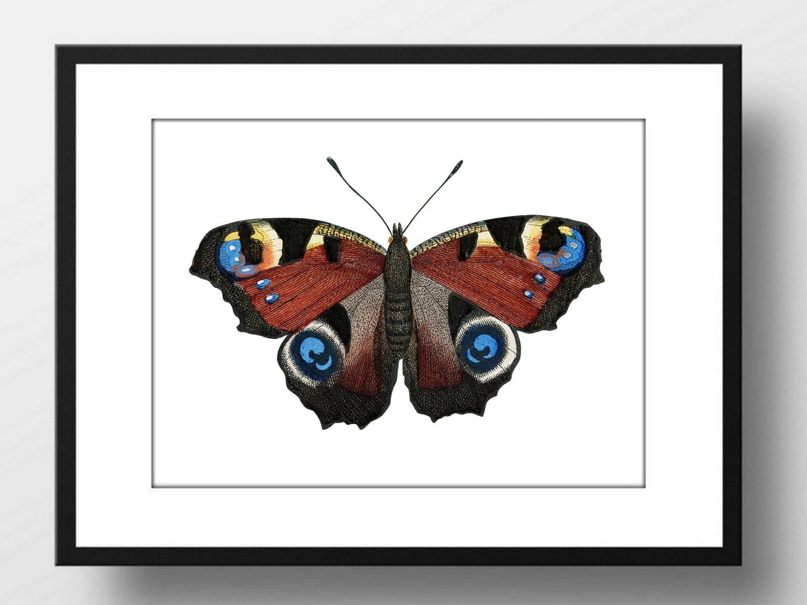 Peacock Butterfly Vintage Engraving Natural History Insect Wall Print - Image 3