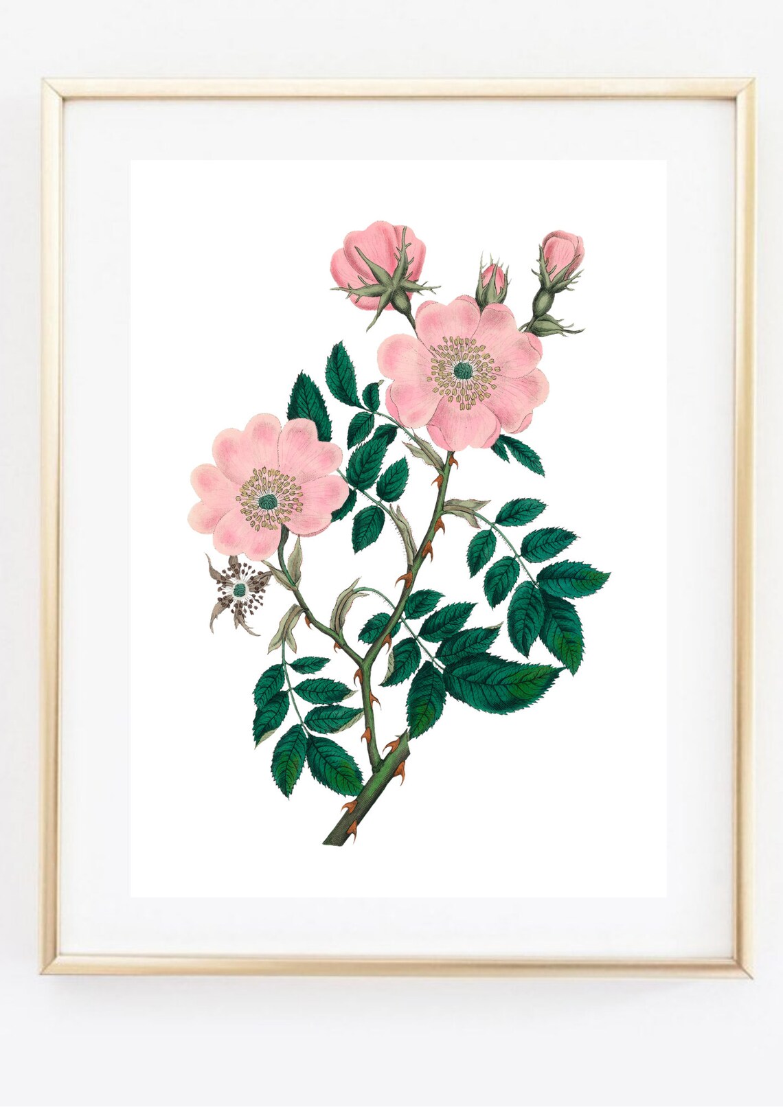 Pink Wild Rose Vintage Botanical Flower Illustration Wall Art - Image 2