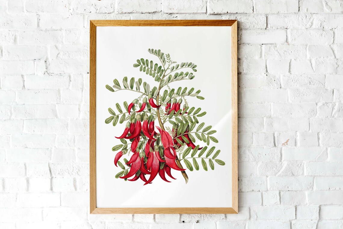 Kaka Beak Red Native New Zealand Vintage Botanical Illustration Poster
