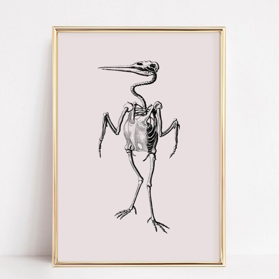Vintage Bird Skeleton Scientific Illustration Blush Pink Poster