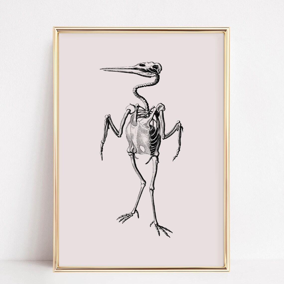 Vintage Bird Skeleton Scientific Illustration Blush Pink Poster