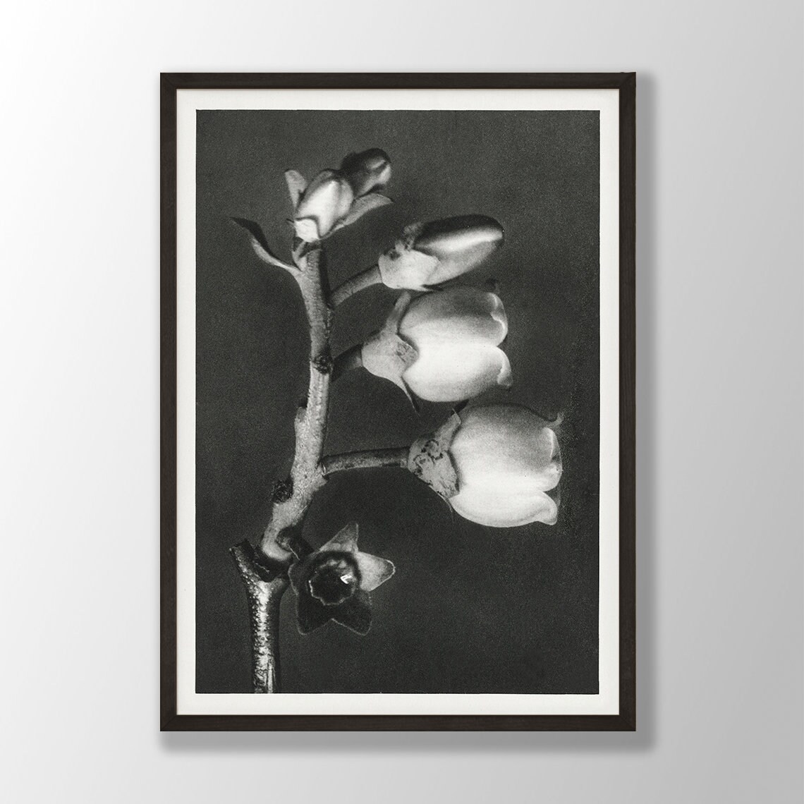 Black and White Flowering Branch Vintage Botanical Photo Poster