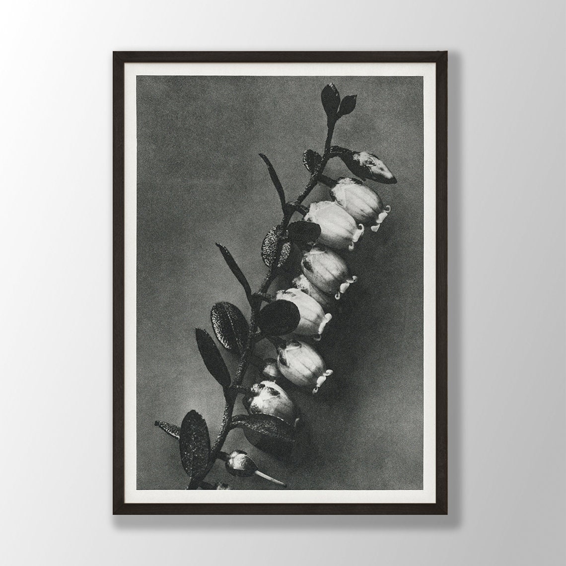 Black and White Bell Blossom Branch Vintage Botanical Photo Poster