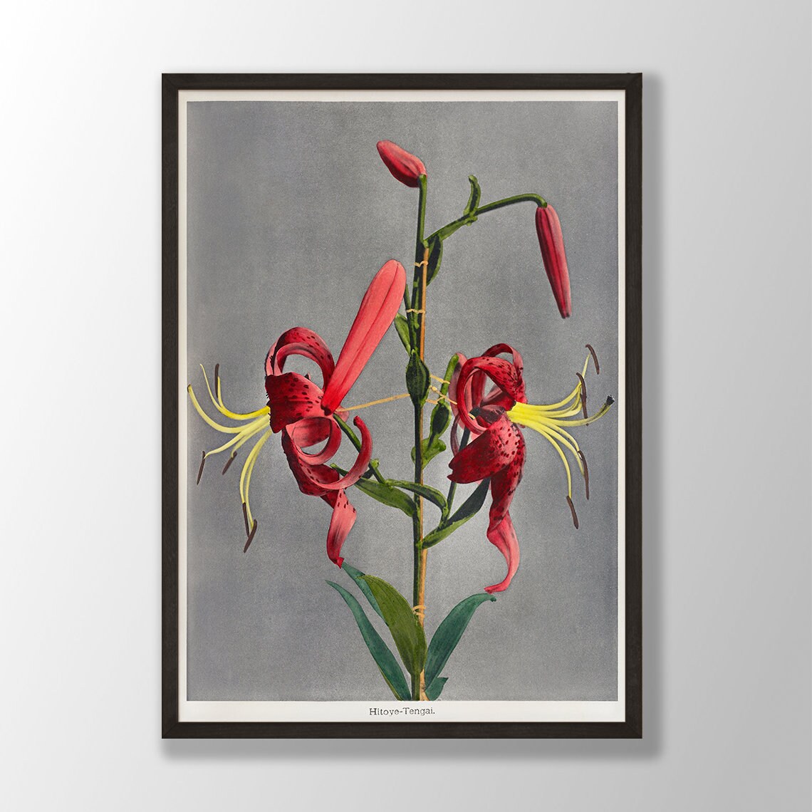 Hitoye Tengai Red Tiger Lily Vintage Japanese Botanical Art Poster