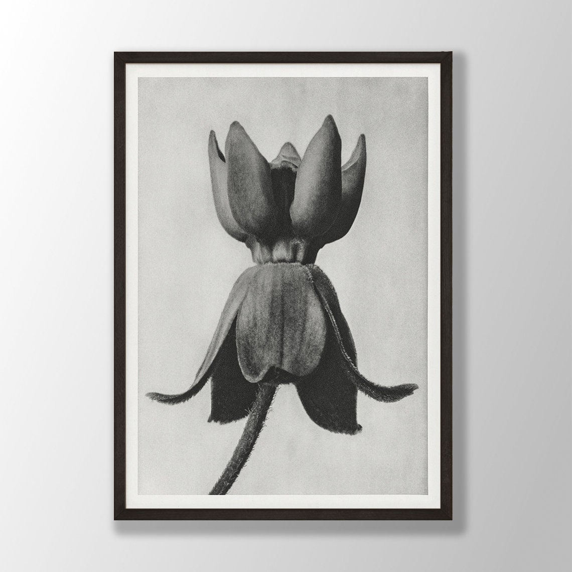 Black and White Orchid Blossom Vintage Botanical Study Poster