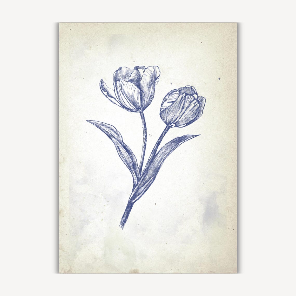 Pair of Blue Tulips in Vintage Botanical Ink Sketch Art Poster - Image 3