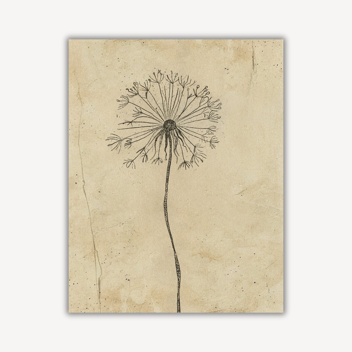 Dandelion Seed Head Fine Ink Line Sketch On Vintage Botanical Wall Art - Image 3