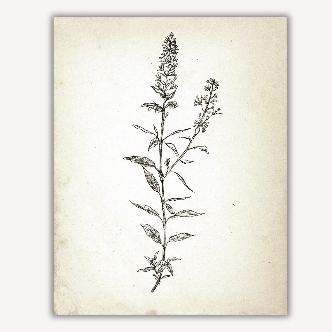 Tall Vintage Botanical Herb Stem Ink Sketch Rustic Farmhouse Print - Image 4