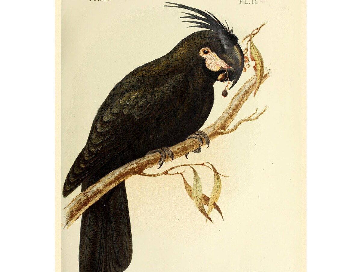 Palm Cockatoo Art Print