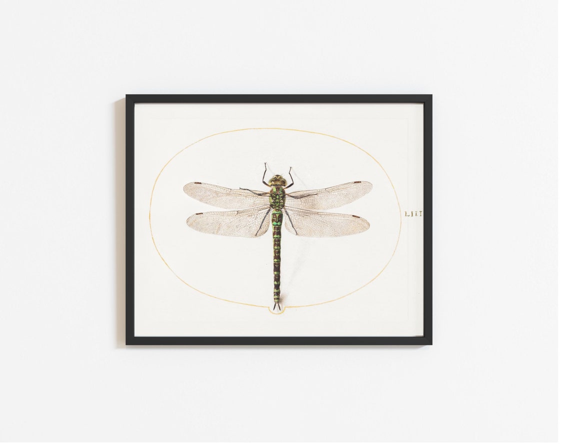 Dragonfly By Joris Hoefnagel, Botanical Painting
