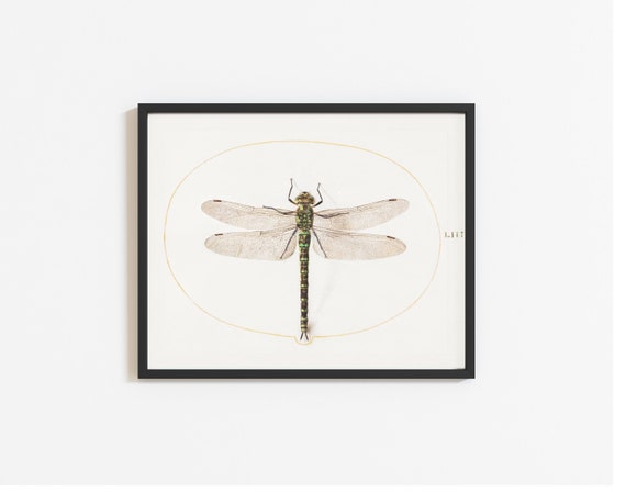 Dragonfly By Joris Hoefnagel, Botanical Painting
