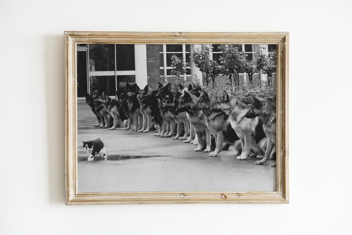 German Shepherds Ignoring a Cat Funny Police Dogs Trained Calm Poster - Image 3