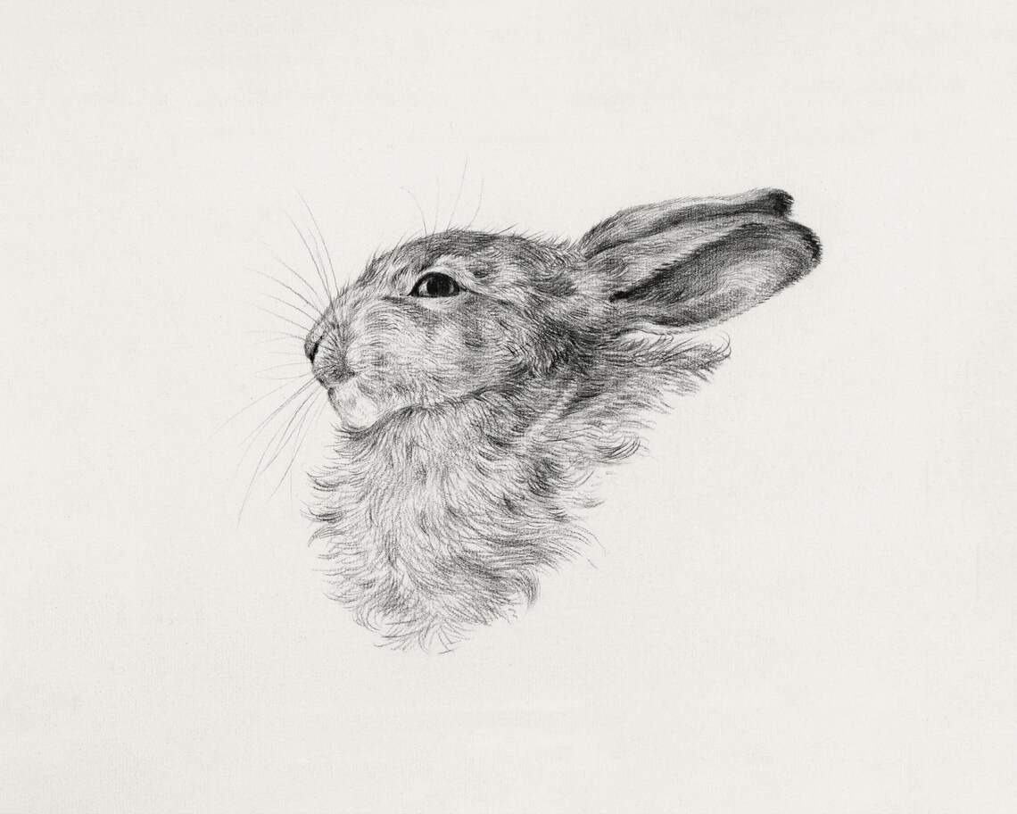Hare Head Pencil Sketch Antique Wildlife Drawing Fine Poster - Image 3