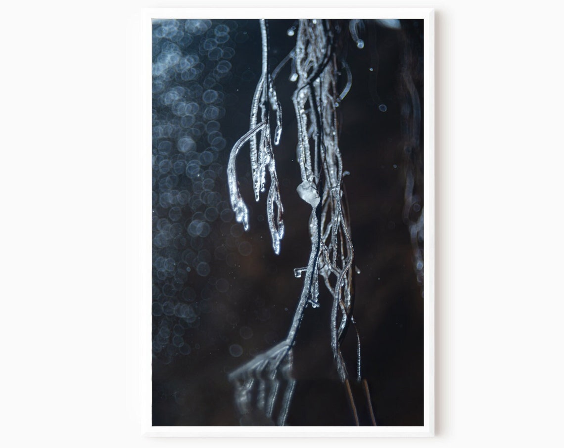 Frozen Icicle Branches Night Macro Winter Nature Photo Poster