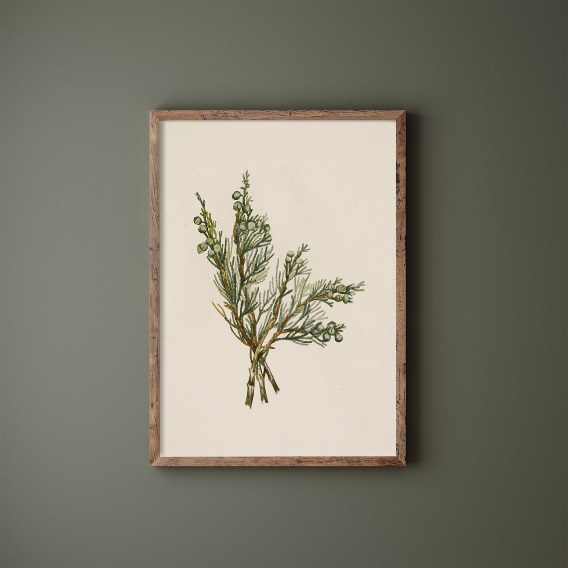 Juniper Branch Vintage Winter Botanical Art Print - Image 2