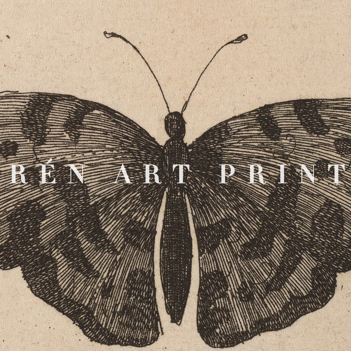 Moody Moth and Butterfly Vintage Chart Art Print - Image 3