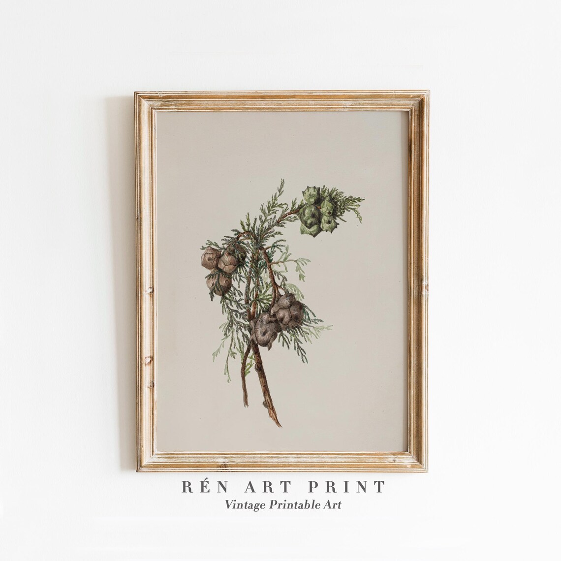 Winter Botanical Pine Branch Vintage Christmas Art Print