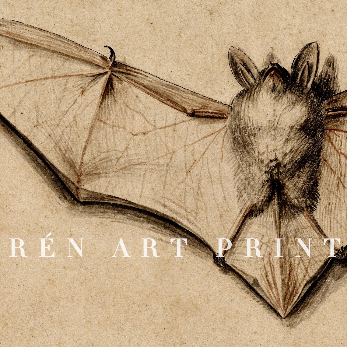 Vintage Bat Print, Antique Halloween Poster - Image 3