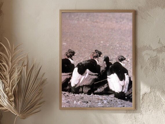 Peru Andean Condors Gathering Rocky Ground Group Vintage Wildlife Poster