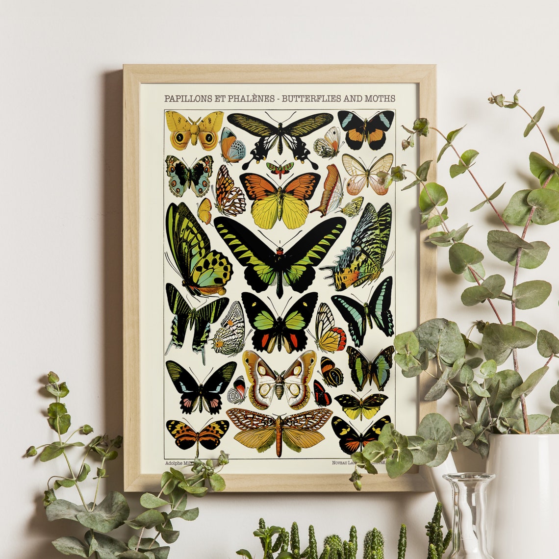 Butterflies and Moths Adolphe Millot 1923 Scientific Chart Poster