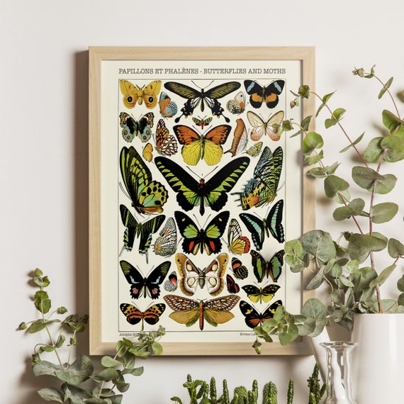 Butterflies And Moths Ii Adolphe Millot Print 1923 Science Art Poster Larousse Illustration Insect Wall Decor Vintage Scientific