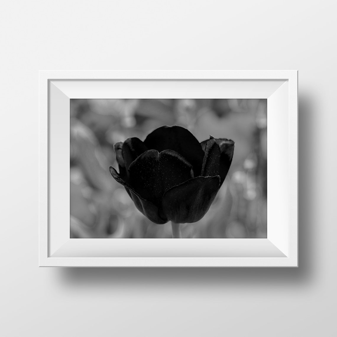 Tulip Print Tulip Photography Flower Print Floral Wall Art Flowers Print Tulip Art Print Tulip Flower Photography Flowers