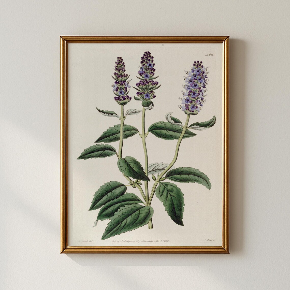 Vintage Botanical Lavender Bloom Trio 1829 Herbal Plate Floral Poster