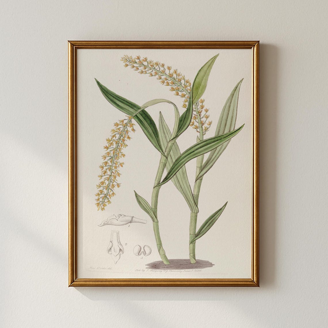 Vintage Yellow Orchid Flower Botanical Study Illustration Print