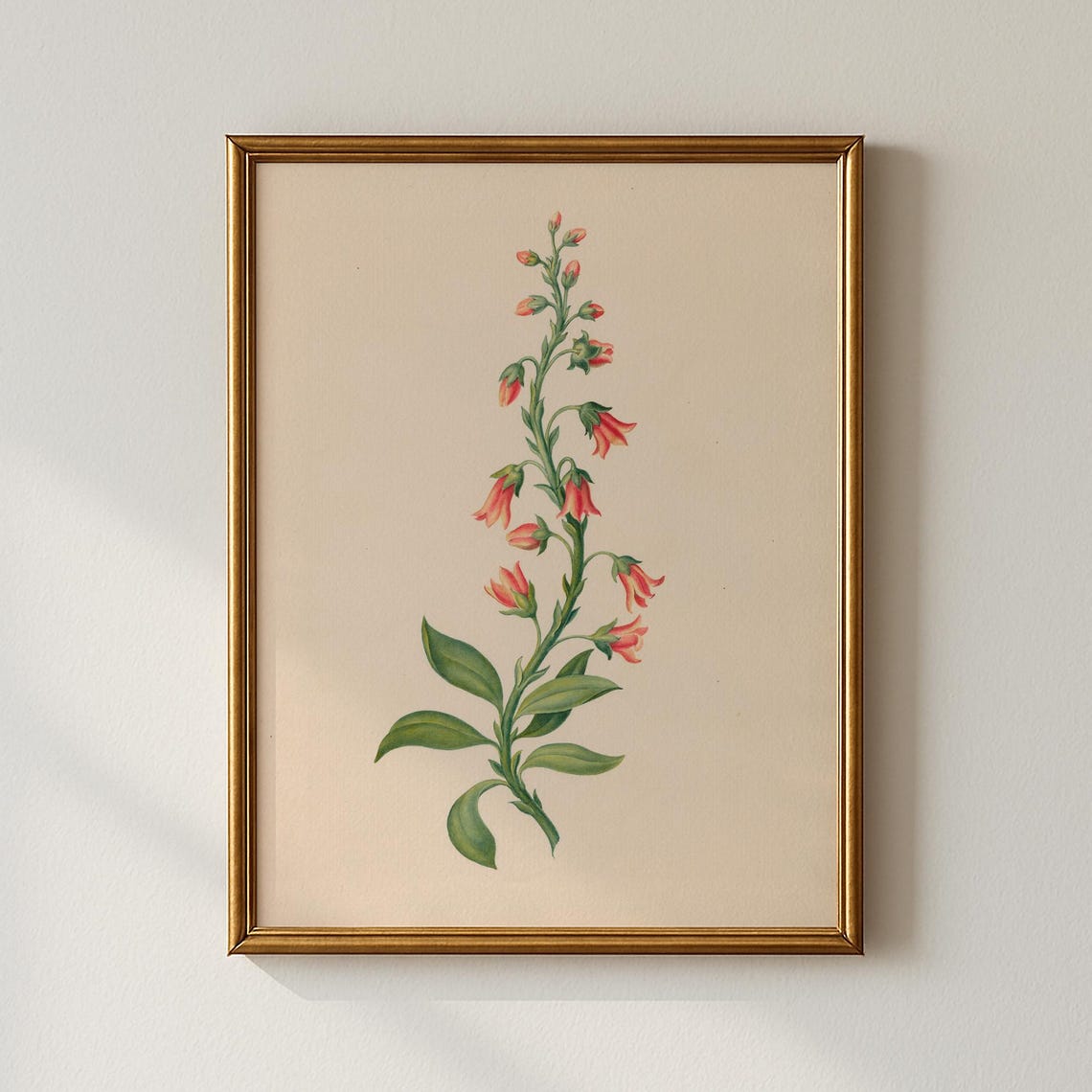 Coral Red Bell Flowers on a Slender Stem Vintage Botanical Print