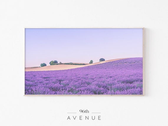 Lavender Flower Field Landscape Art Print