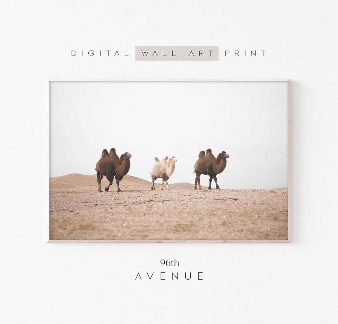 Camels Walking in Desert Bactrian Camel Wildlife Photo Poster
