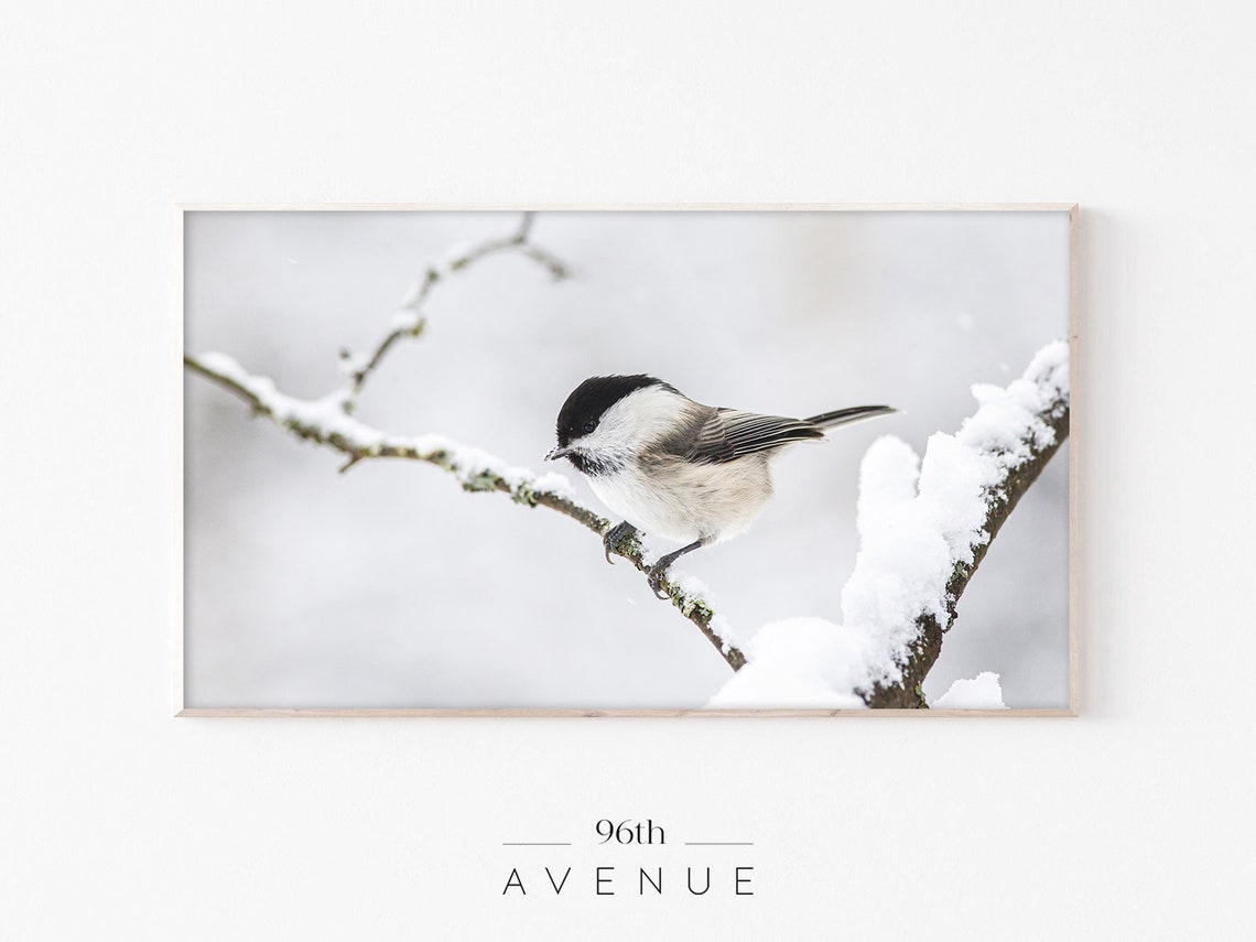 Small Songbird Perched on Snowy Branch Winter Wildlife Photo Poster