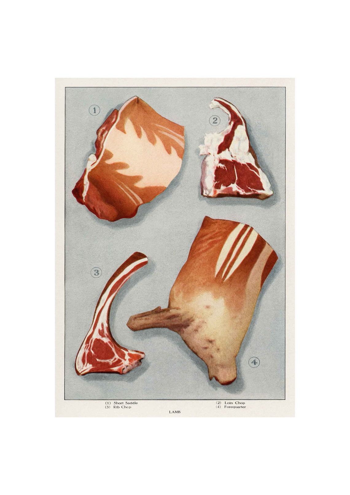 Vintage Lamb Art Print