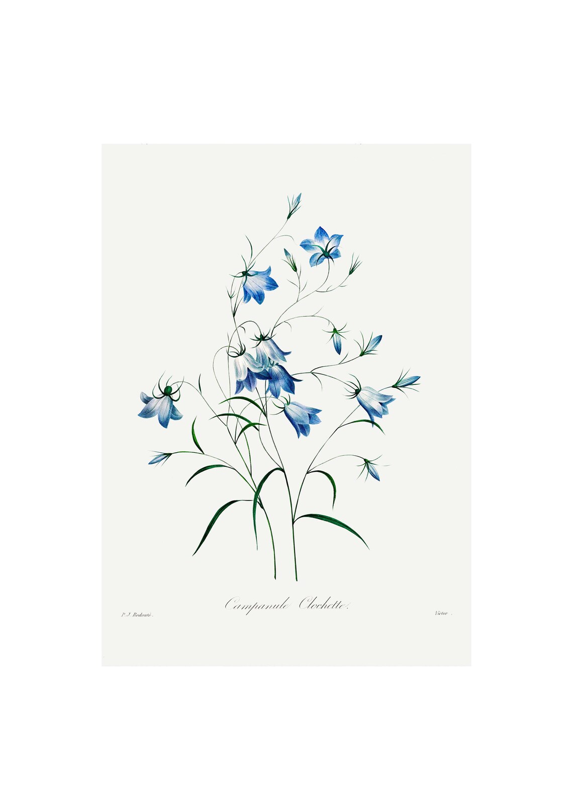 Bellflowers Antique Lithograph, Vintage Botanical Art Print