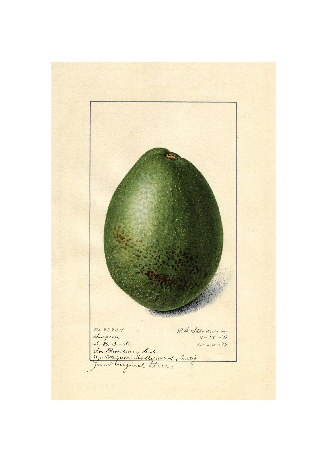Pomological Watercolor Collection Avocado C 1886 1916 Giclee Fine Art Print Framedunframedcanvas