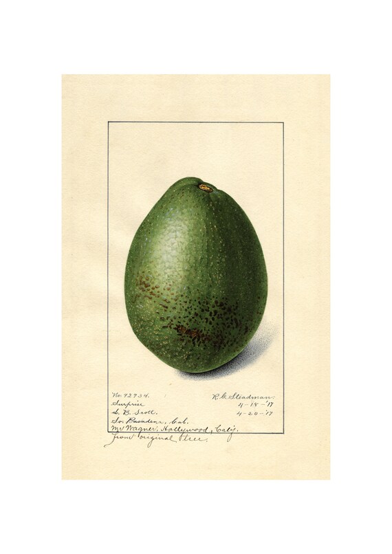 Pomological Watercolor Collection Avocado C 1886 1916 Giclee Fine Art Print Framedunframedcanvas