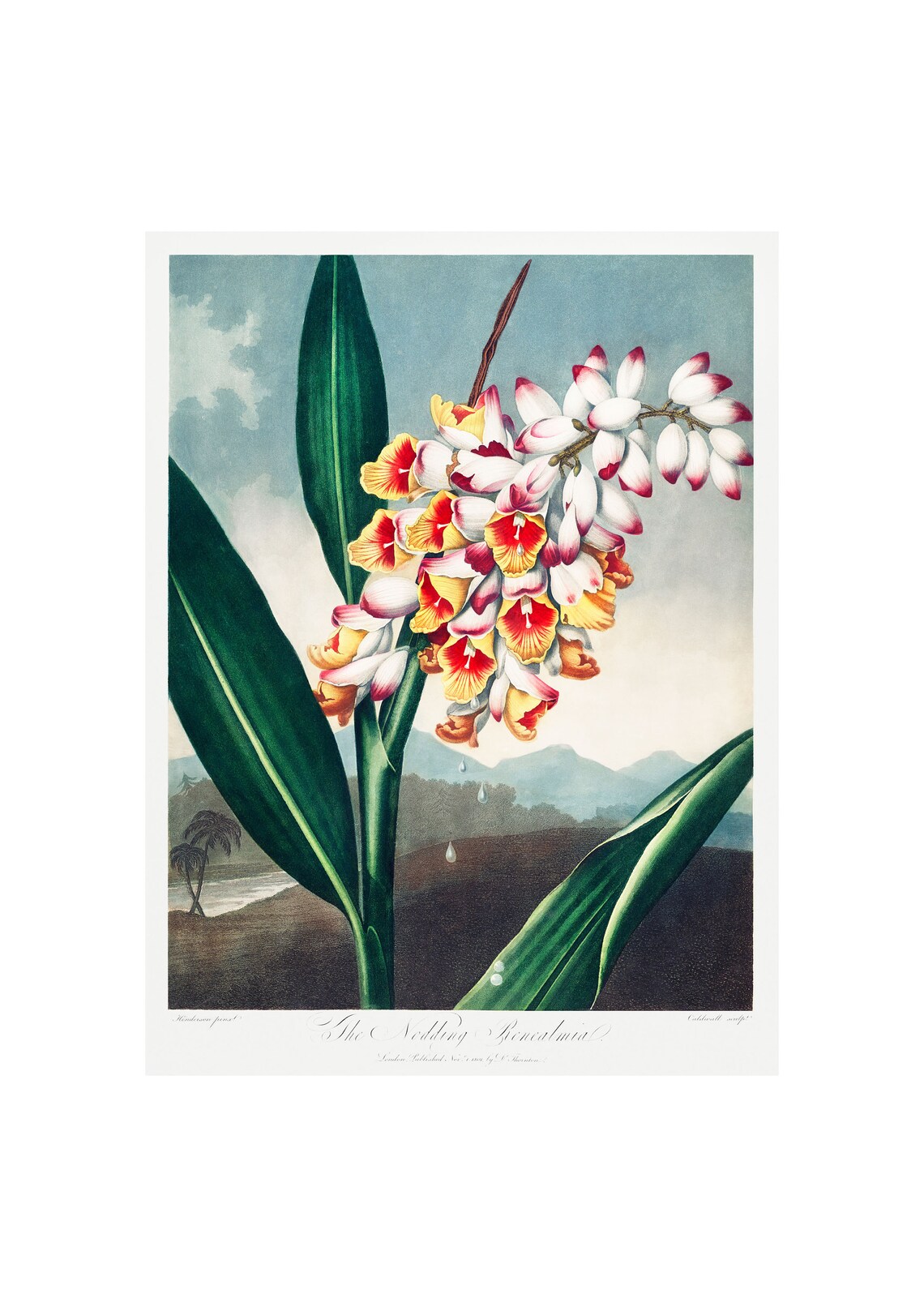 Nodding Renealmia Antique Lithograph by Robert Thornton