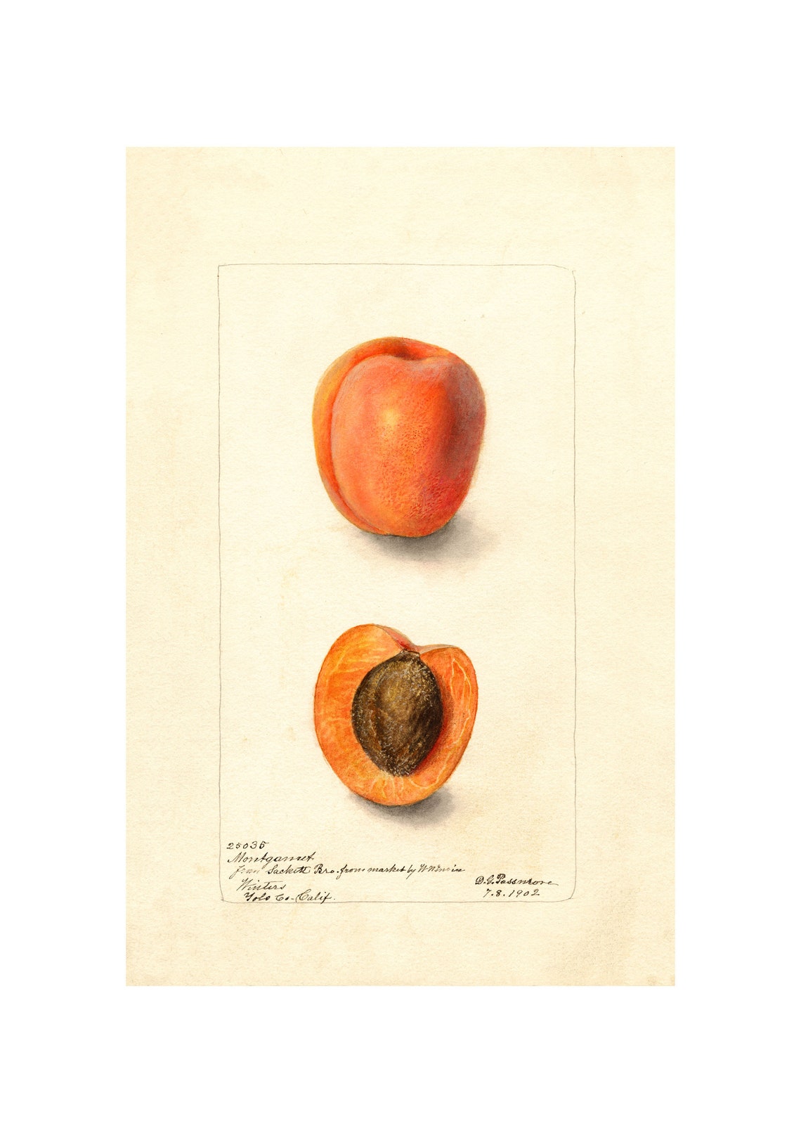 Apricot Whole and Half Antique Pomological Watercolor 1902 Poster