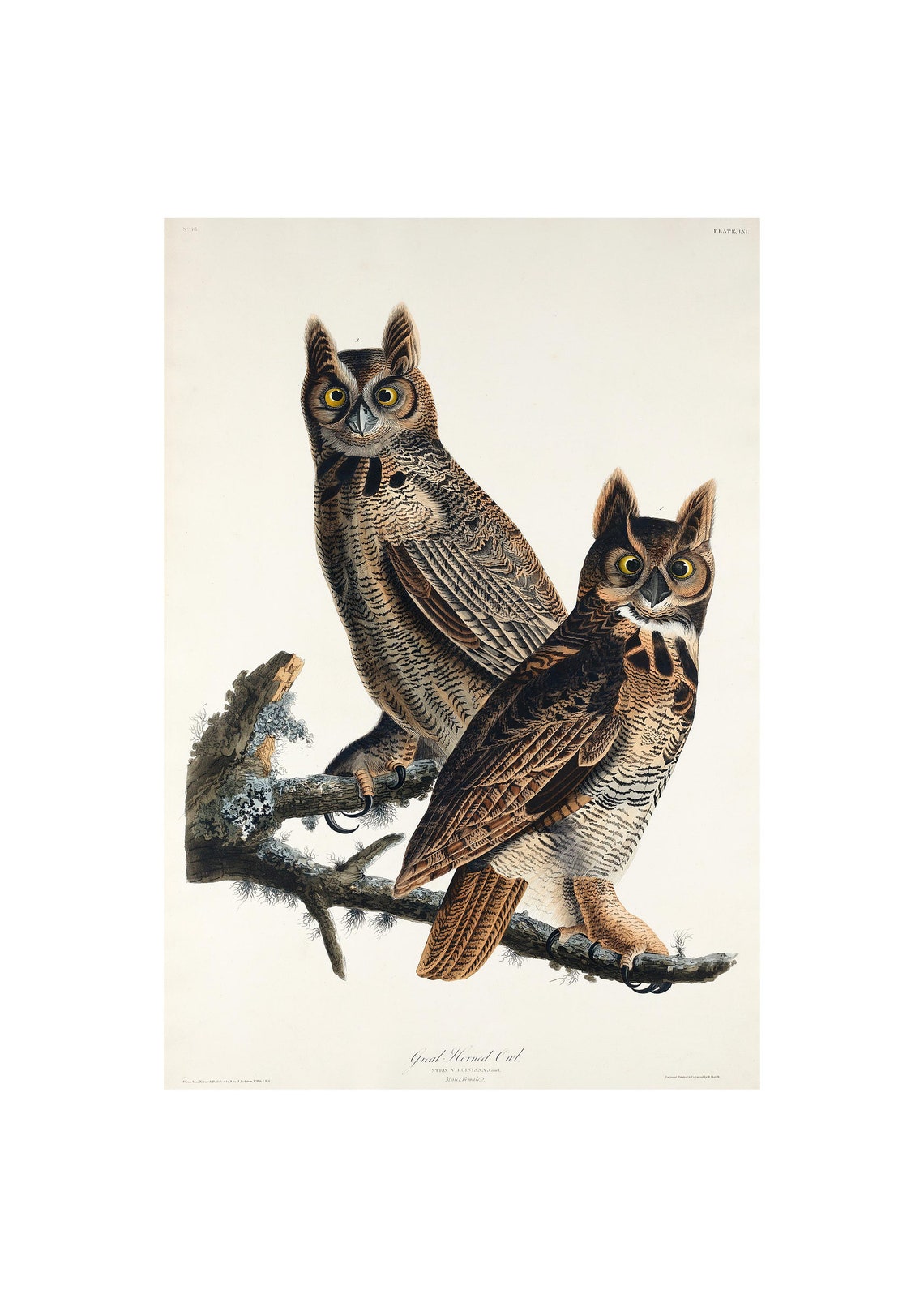 Great Horned Owl Antique Lithograph