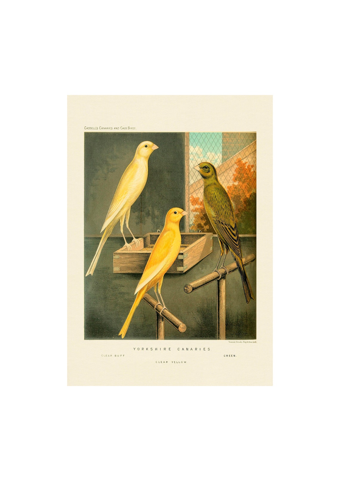 Yorkshire Canaries Vintage Art Print