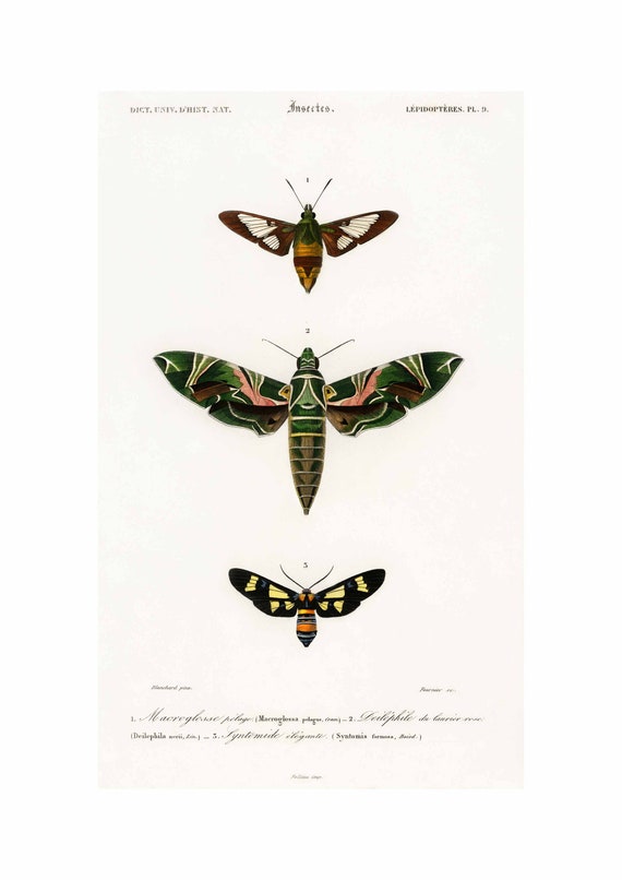 Moths Vintage Print By Charles Dessalines D Orbigny A2a3a4 Framedunframed