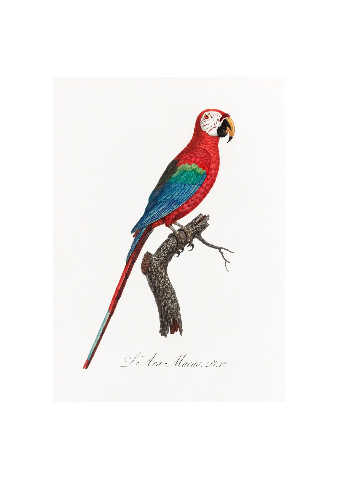 Ara Macao Fine Art Print