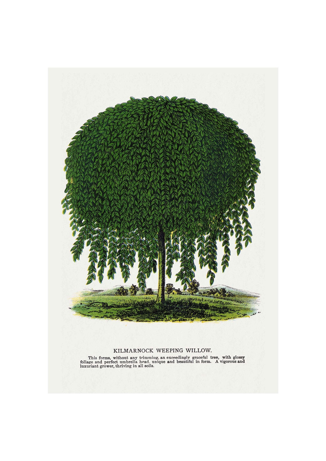 Kilmarnock Weeping Willow Antique Vintage Botanical Tree Poster