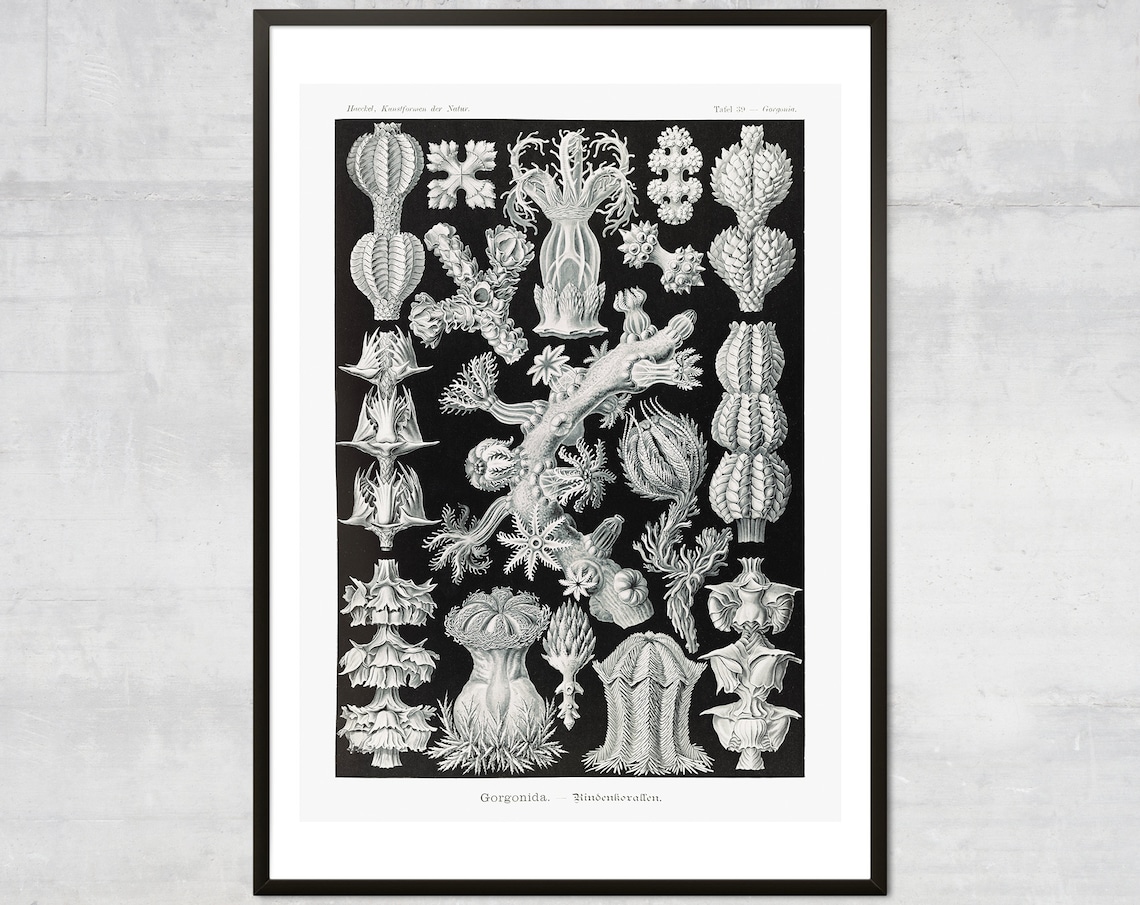 Vintage Corals Art Print, Antique Ocean Diagram